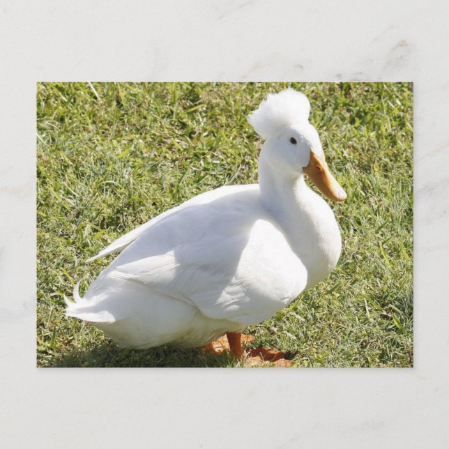 Carte postale photo White Crested Duck (Devant)