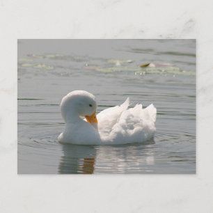 Carte postale photo White Duck