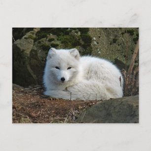Carte Postale Photo White Fox