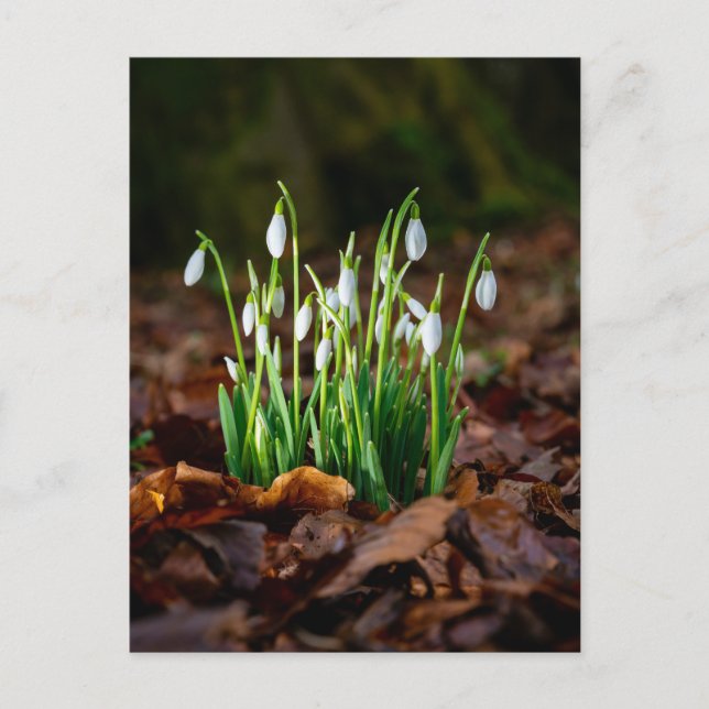 Carte postale Photo White Snowdrops (Devant)