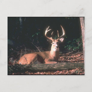 Carte Postale Photo White Tail Deer Buck