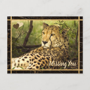 Carte Postale Photo You Missing Cheetah