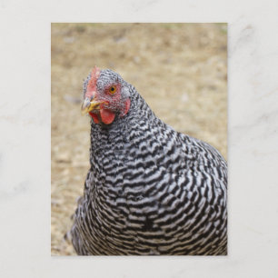 Carte Postale Photographe de Plymouth Barred Rock