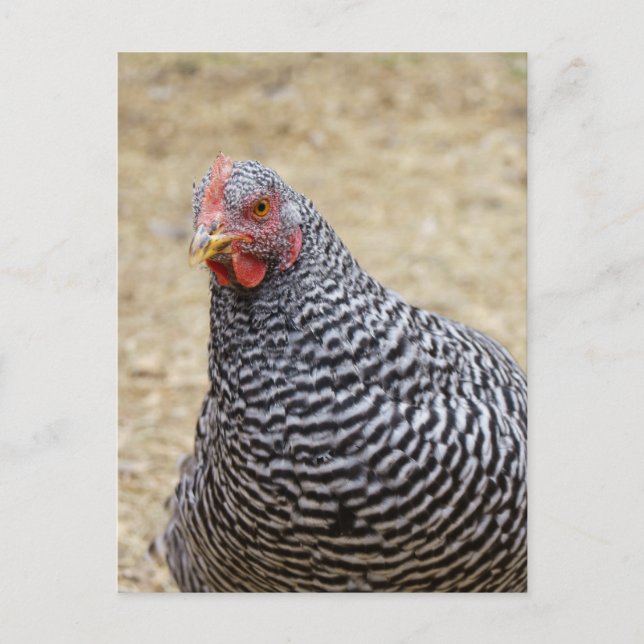 Carte Postale Photographe de Plymouth Barred Rock (Devant)