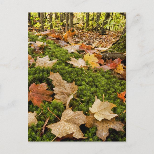 Carte Postale Photographe Wet Autumn Forest Floor (Devant)