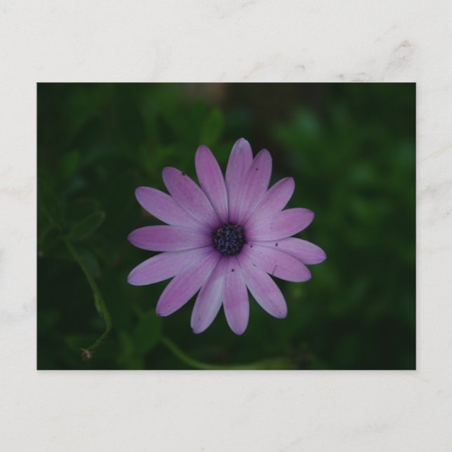 Carte Postale Photographie à fleurs violettes (Devant)