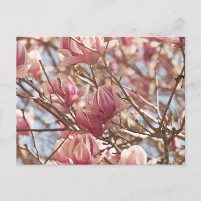 Carte Postale Photographie Abstraite d'un Tulipe Rose (Devant)