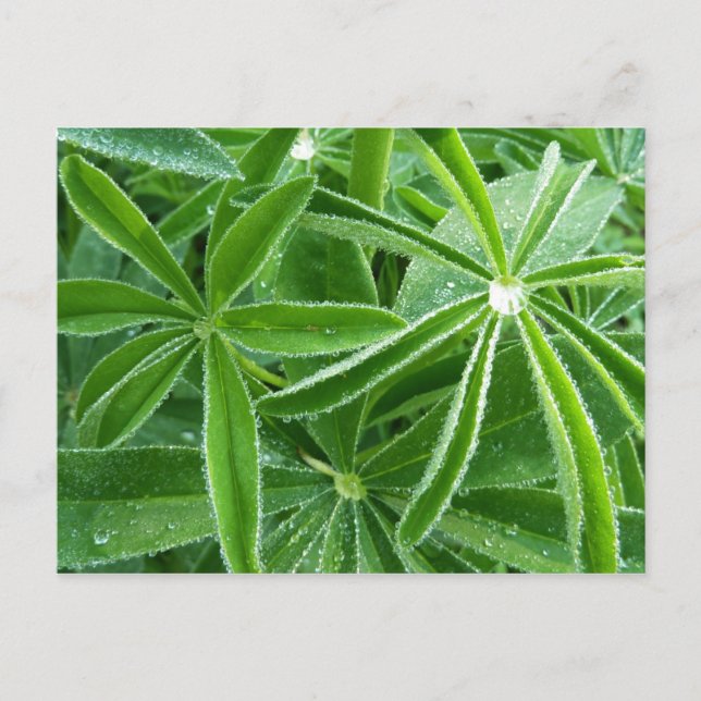Carte Postale Photographie botanique Feuille de Lupin (Devant)