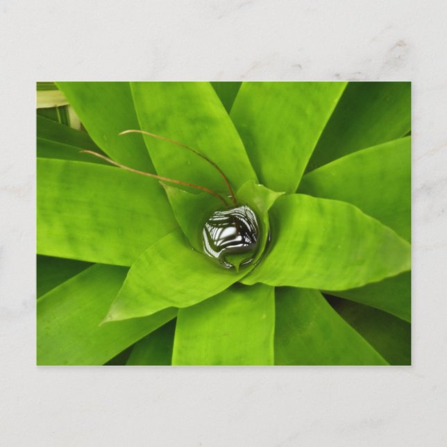 Carte Postale Photographie botanique verte de Bromeliad (Devant)