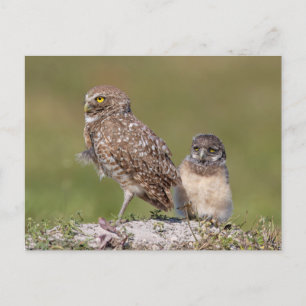 Carte Postale Photographie charmante de la faune de la chouette