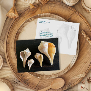 Carte Postale Photographie comparative de coquilles de buccin