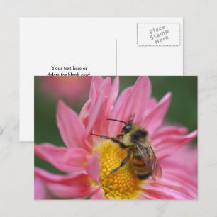 Carte Postale Photographie d'abeille sur fleur de marguerite ros