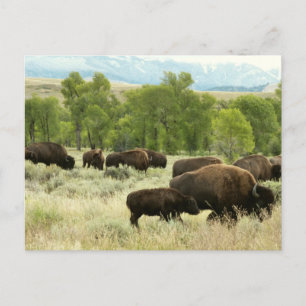 Carte Postale Photographie d'animaux de nature de bisons du Wyom