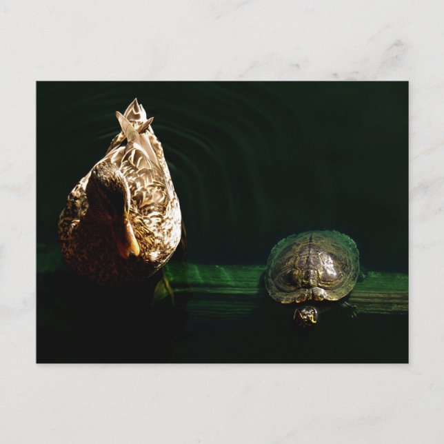 Carte Postale Photographie d'art de la tortue et du canard (Devant)