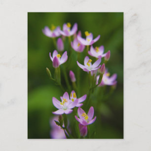 Carte Postale Photographie d'art fleur sauvage