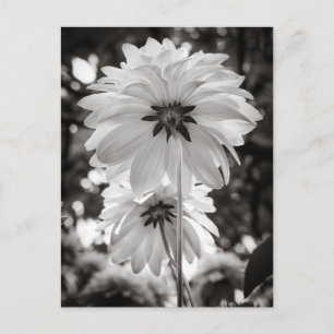 Carte Postale Photographie d'art noir et blanc de Dahlias
