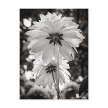 Photographie d'art noir et blanc de Dahlias