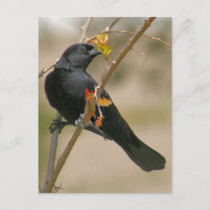 Carte Postale Photographie de Blackbird à ailes rouges