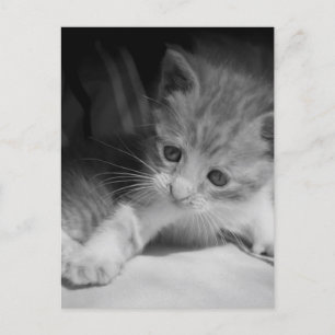 Carte Postale Photographie de chaton noir et blanc