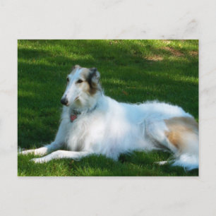 Carte postale Photographie de Chien "Borzoi"