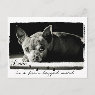 Carte Postale Photographie de Chihuahua pour amoureux de les chi