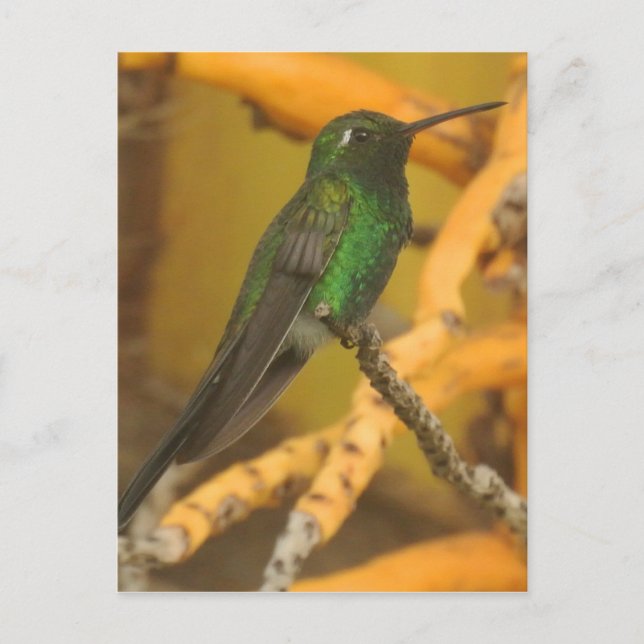 Carte Postale Photographie de colibri (Devant)