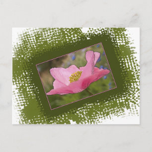 Carte Postale Photographie de Coquelicot Rose Clair