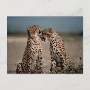 Carte Postale Photographie de couple de guépards