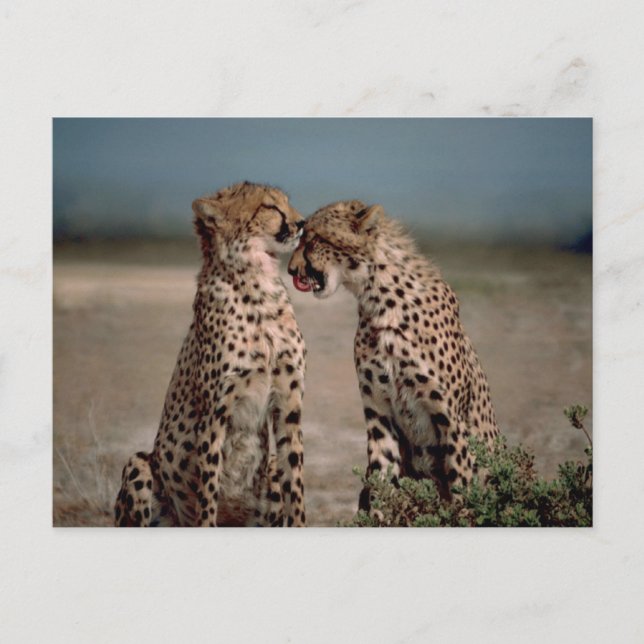 Carte Postale Photographie de couple de guépards (Devant)
