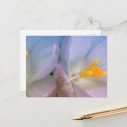 Carte Postale Photographie de crocus de printemps