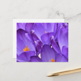 Carte Postale Photographie de crocus printaniers
