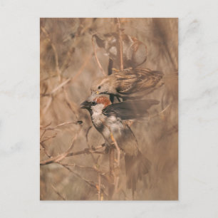 Carte Postale Photographie de faune de moineaux bruns dans un bu