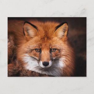 Carte Postale Photographie de faune forestière de renard roux
