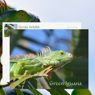 Carte Postale Photographie de faune reptilienne d'iguane vert