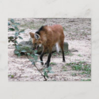 Photographie de faune sauvage du loup à crinière