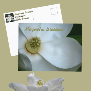 Carte Postale Photographie de fleur de magnolia blanc