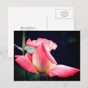 Carte Postale Photographie de fleur de Rosebud rose délicat 