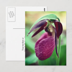 Carte Postale Photographie de fleur de sabot de dame rose vibran