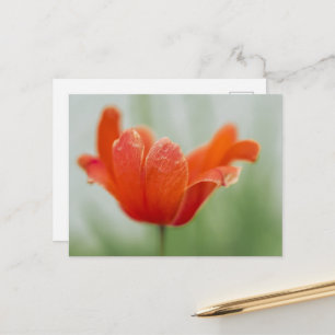 Carte Postale Photographie de fleur de tulipe rouge en fleurs ar