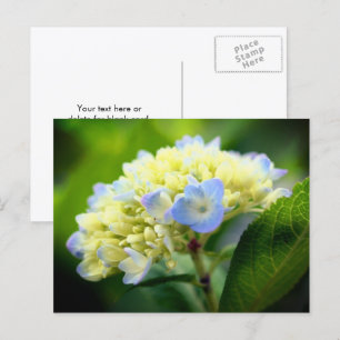 Carte Postale Photographie de fleur d'hortensia bleu tendre 