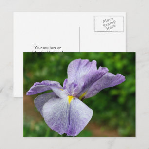Carte Postale Photographie de fleur d'Iris japonais en train de