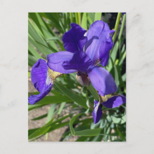 Carte Postale Photographie de fleur d'iris pourpre 