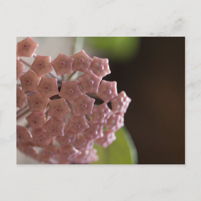 Carte Postale Photographie de fleurs roses (Devant)