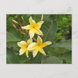 Carte Postale Photographie de fleurs tropicales de Plumeria jaun