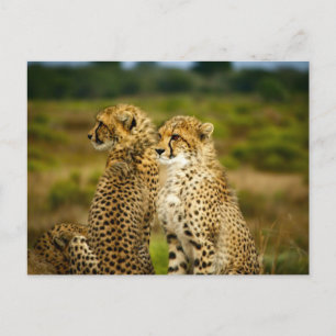 Carte Postale Photographie de guépards (Acinonyx Jubatus)