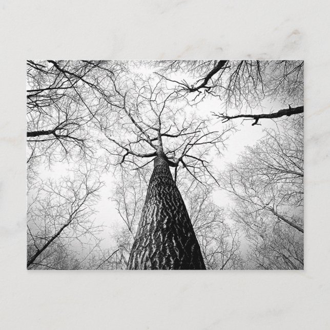 Carte Postale Photographie de la forêt d'arbres d'automne noir e (Devant)