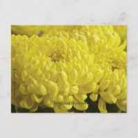 Photographie de la macro Chrysanthème jaune