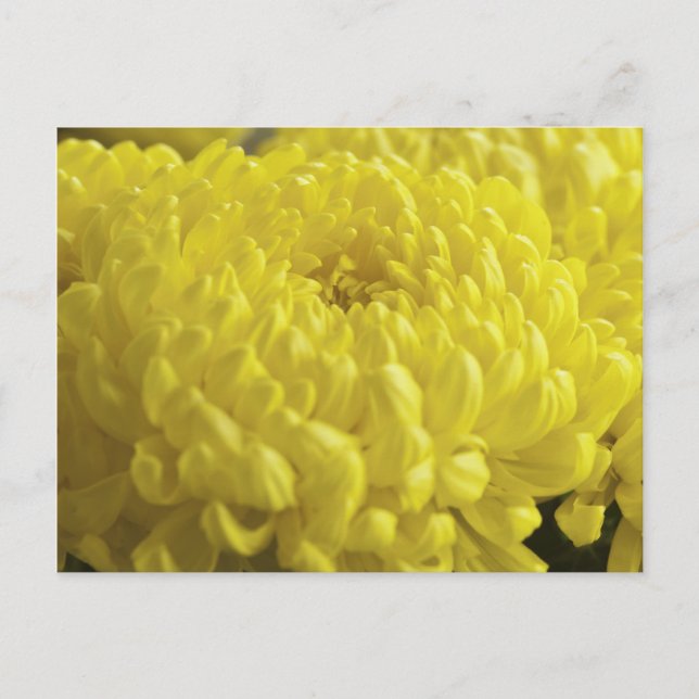 Carte Postale Photographie de la macro Chrysanthème jaune (Devant)