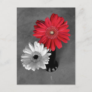 Carte Postale Photographie de la marguerite Gerber Daisy couleur