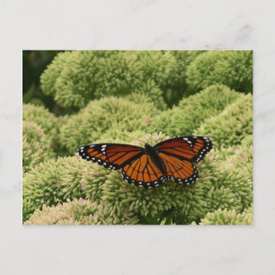 Carte Postale Photographie de la nature belle papillon vice-roi